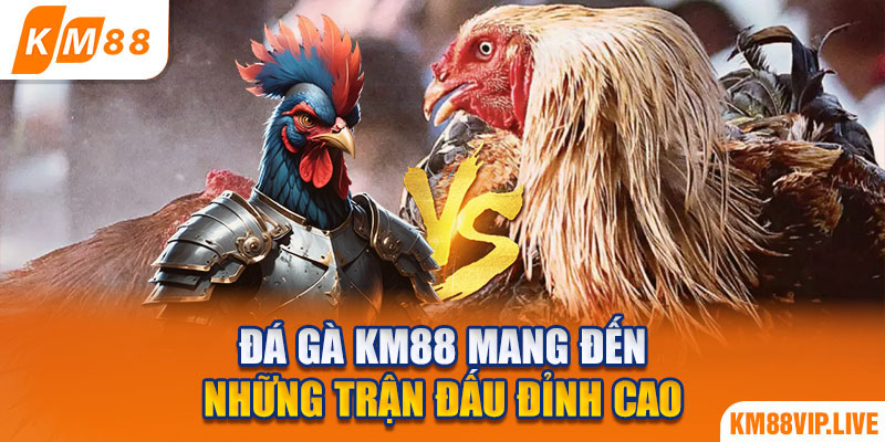 Đá gà KM88 mang đến những trận đấu đỉnh cao