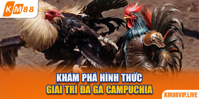 Khám phá hình thức giải trí đá gà Campuchia