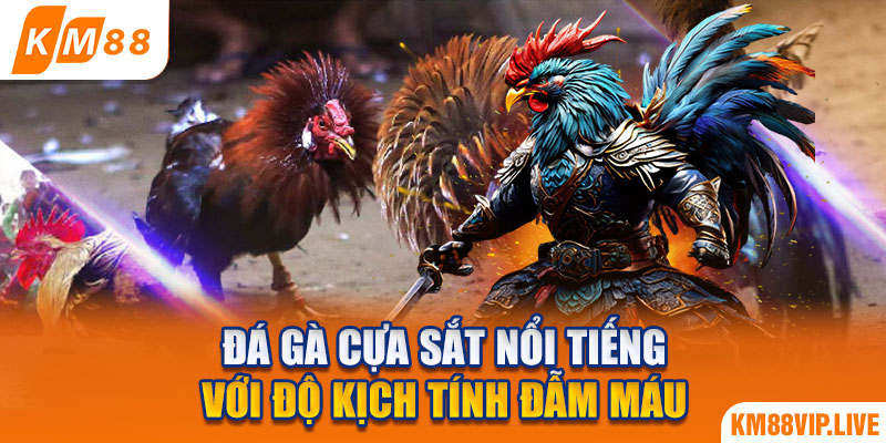 Đá gà cựa sắt nổi tiếng với độ kịch tính đẫm máu 