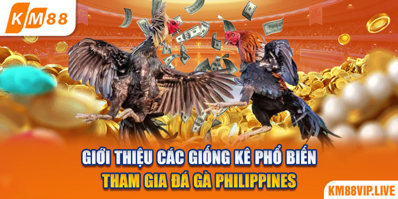 Giới thiệu các giống kê phổ biến tham gia đá gà Philippines