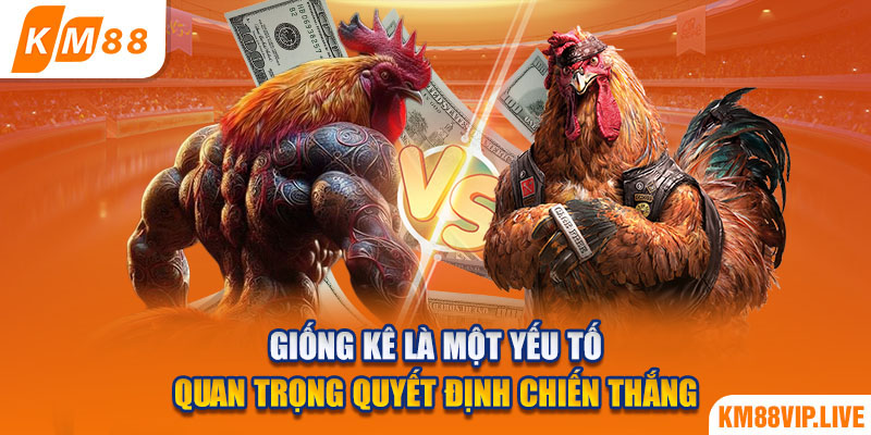 Giống kê là một yếu tố quan trọng quyết định chiến thắng