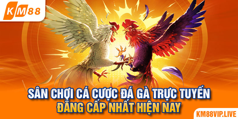 Sân chơi cá cược đá gà trực tuyến đẳng cấp nhất hiện nay