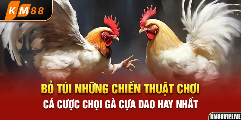 Bỏ túi những chiến thuật chơi cá cược chọi gà cựa dao hay nhất