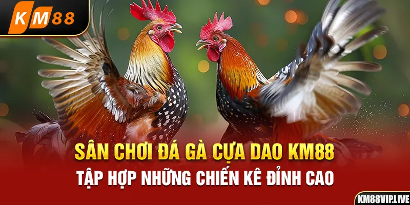 Sân chơi đá gà cựa dao KM88 tập hợp những chiến kê đỉnh cao