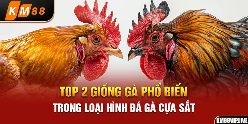 Top 2 giống gà phổ biến trong loại hình đá gà cựa sắt