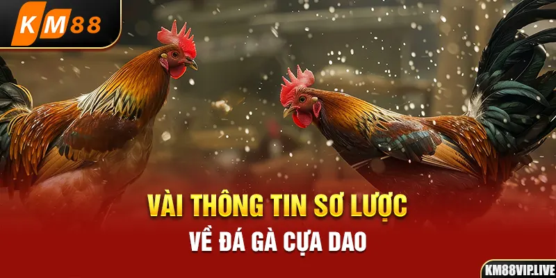 Vài thông tin sơ lược về đá gà cựa dao